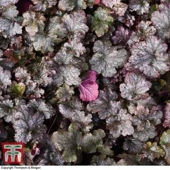 Heuchera 'Plum Pudding' -plant HEUCPLUM T28600 A1
