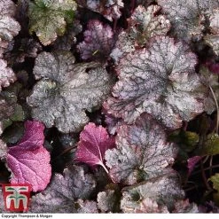 Heuchera 'Plum Pudding' -plant HEUCPLUM T28601 A1