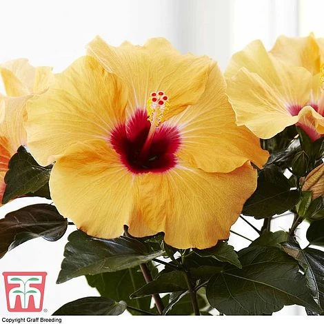 Hibiscus Rosa-sinensis 'Hibisqs Apricot' 2 Hibiscus Rosa-sinensis 'Hibisqs Apricot' - Image 2