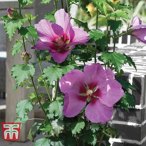 Hibiscus 'Walberton’s® Rose Moon' 1 Hibiscus 'Walberton’s® Rose Moon'