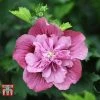 Hibiscus Syriacus 'Kakapo'