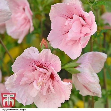 Hibiscus Syriacus 'Pink Chiffon' 2 Hibiscus Syriacus 'Pink Chiffon' - Image 2