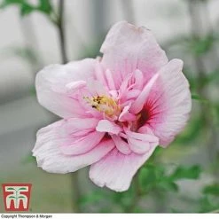 Hibiscus Syriacus 'Pink Chiffon' 12 Hibiscus Syriacus 'Pink Chiffon' -plant HIBI T67949 D