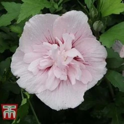 Hibiscus Syriacus 'Pink Chiffon' 14 Hibiscus Syriacus 'Pink Chiffon' -plant HIBI T67949 F