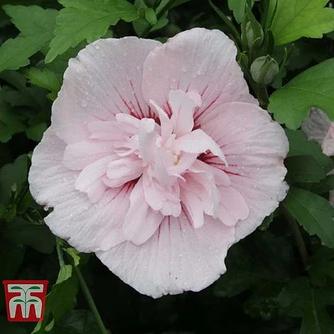 Hibiscus Syriacus 'Pink Chiffon' 6 Hibiscus Syriacus 'Pink Chiffon' - Image 6