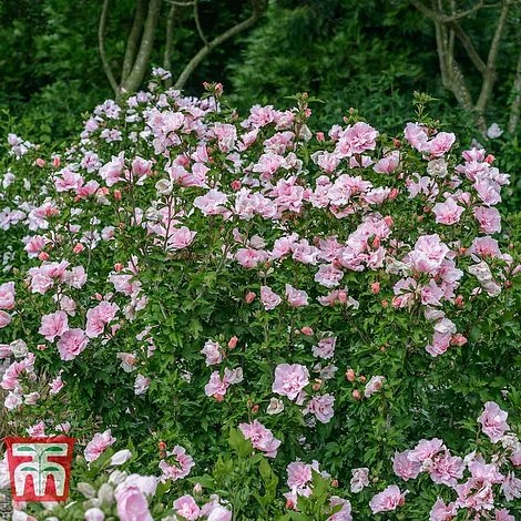 Hibiscus Syriacus 'Pink Chiffon' 7 Hibiscus Syriacus 'Pink Chiffon' - Image 7