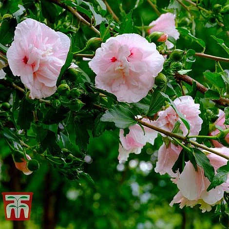 Hibiscus Syriacus 'Pink Chiffon' 8 Hibiscus Syriacus 'Pink Chiffon' - Image 8