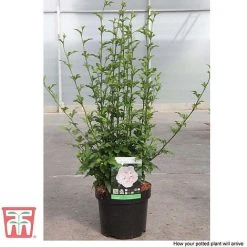 Hibiscus Syriacus 'Pink Chiffon' 17 Hibiscus Syriacus 'Pink Chiffon' -plant HIBI T67949 I1