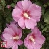 Hibiscus Syriacus 'Pink Giant'