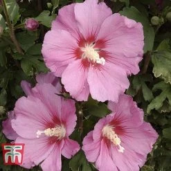 Hibiscus Syriacus 'Pink Giant'