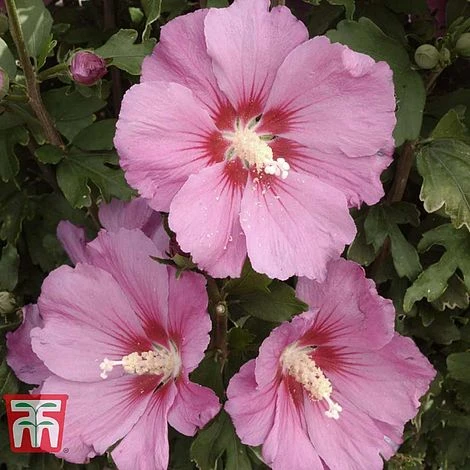 Hibiscus Syriacus 'Pink Giant' 1 Hibiscus Syriacus 'Pink Giant'
