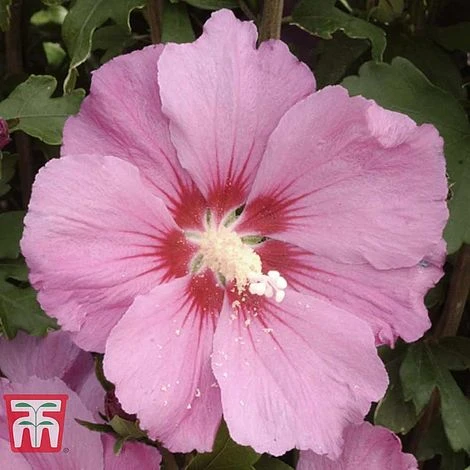 Hibiscus Syriacus 'Pink Giant' 2 Hibiscus Syriacus 'Pink Giant' - Image 2