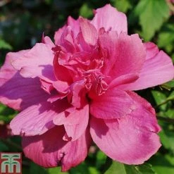 Hibiscus Syriacus 'Freedom'
