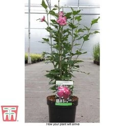 Hibiscus Syriacus 'Freedom' -plant HIBI T79051 C
