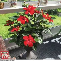 Hibiscus 'Festive Flair' - Gift -plant HIBI TG24284 D