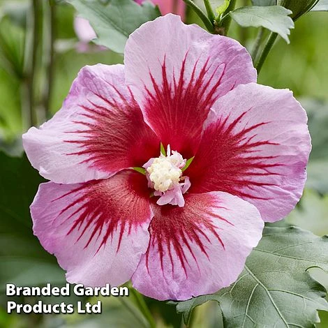 Hibiscus 'Flower Tower Purple' 1 Hibiscus 'Flower Tower Purple'