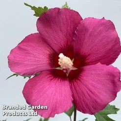 Hibiscus 'Flower Tower Collection' 7 Hibiscus 'Flower Tower Collection' -plant HIBI FTOWERRUB H438801