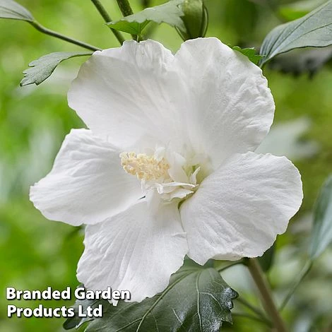 Hibiscus 'Flower Tower White' 2 Hibiscus 'Flower Tower White' - Image 2