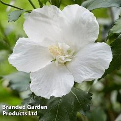 Hibiscus 'Flower Tower White' 6 Hibiscus 'Flower Tower White' -plant HIBI FTOWERWHI H43884