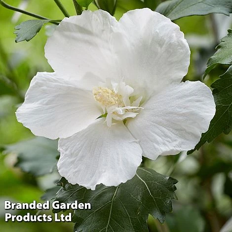 Hibiscus 'Flower Tower White' 3 Hibiscus 'Flower Tower White' - Image 3