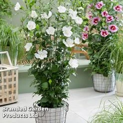 Hibiscus 'Flower Tower Collection' 6 Hibiscus 'Flower Tower Collection' -plant HIBI FTOWERWHI H438861