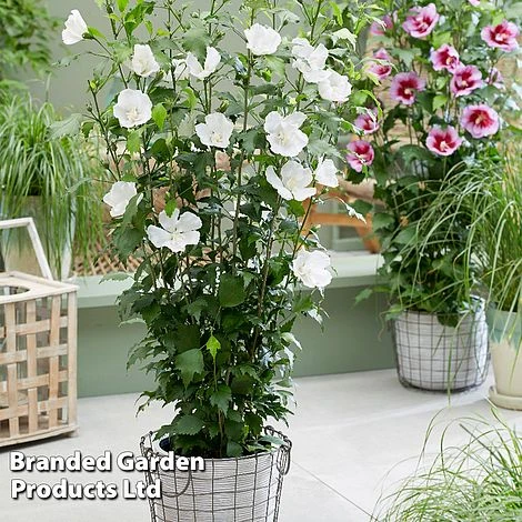 Hibiscus 'Flower Tower Collection' 3 Hibiscus 'Flower Tower Collection' - Image 3