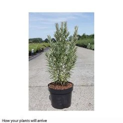 Hippophae Rhamnoides 'Hikul' -plant HIPP T66225 A h