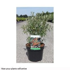 Hippophae Rhamnoides 'Leikora' 7 Hippophae Rhamnoides 'Leikora' -plant HIPP T66226 A h