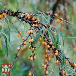 Hippophae Rhamnoides 'Leikora'