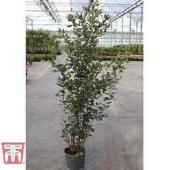 Quercus Ilex -plant HOLM T58266 D1