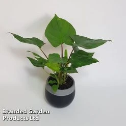 Homalomena 'Maggy' -plant HOMA MAGGY10CM S504381