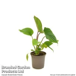 Homalomena 'Maggy' -plant HOMA MAGGY10CM T52104