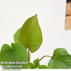 Homalomena 'Maggy' -plant HOMA MAGGY T52107