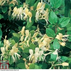 Honeysuckle 'Halliana' -plant HONE T80311 A