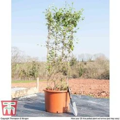 Honeysuckle 'Halliana' - Trellis -plant HONE WKB9249 F