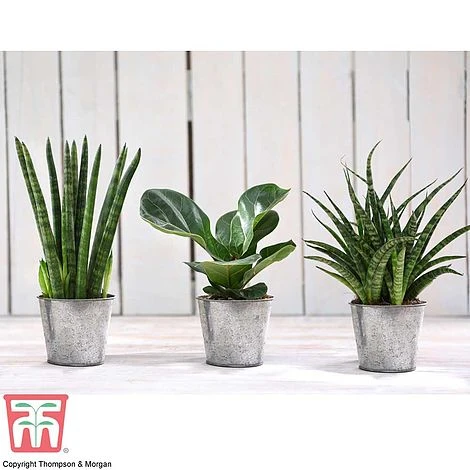 Easy Care Houseplant Collection 1 Easy Care Houseplant Collection