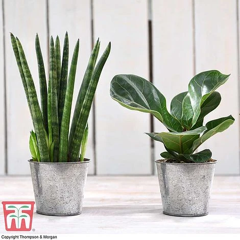 Easy Care Houseplant Collection 2 Easy Care Houseplant Collection - Image 2