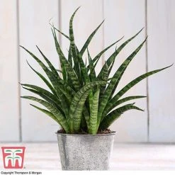 Easy Care Houseplant Collection 9 Easy Care Houseplant Collection -plant HOU kb3603 C