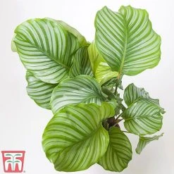 House Plant Urban Jungle Collection -plant HOUS KA8543 C