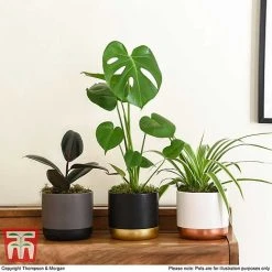 House Plant Urban Jungle Collection -plant HOUS KA8543 H