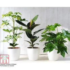 T&M's Choice House Plant Mix -plant HOUS T78783 C h