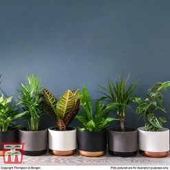 T&M's Choice House Plant Mix -plant HOUS T78783 H1