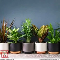 T&M's Choice House Plant Mix -plant HOUS T78783 I1