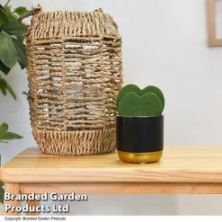 Hoya Kerrii 'Double Leaf'