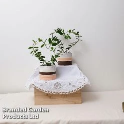 Heart-Shaped Hoya Carnosa In Decorative Ceramic Pot -plant HOYA HEARTC9CM S47727