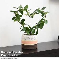 Heart-Shaped Hoya Carnosa In Decorative Ceramic Pot -plant HOYA HEARTCARN T48045