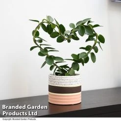 Heart-Shaped Hoya Carnosa In Decorative Ceramic Pot -plant HOYA HEARTCARN T48046