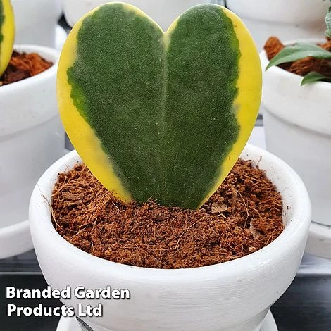 Hoya Kerrii 'Variegata' 1 Hoya Kerrii 'Variegata'