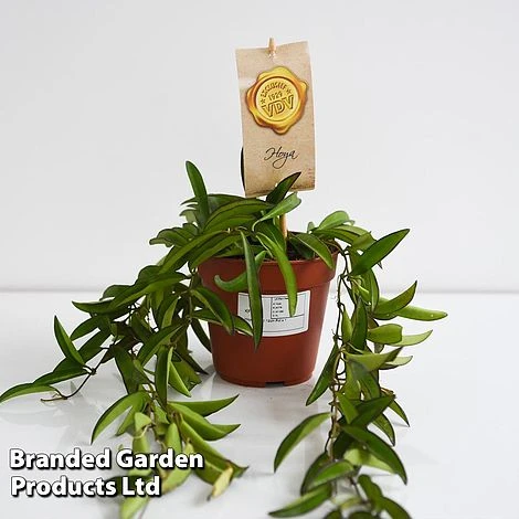 Hoya Wayetii 5 Hoya Wayetii - Image 5