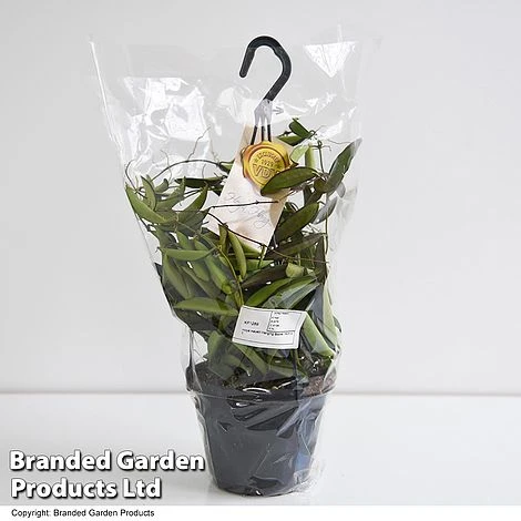 Hoya Wayetii 6 Hoya Wayetii - Image 6